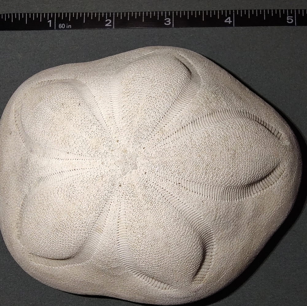 Vintage Sand Dollar Urchin Sea Water Ocean Shell 5 inches